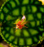 Lepanthes calodictyon, Los Cedros Reserve, Ecuador https://www.jungledragon.com/image/133045/lepanthes_calodictyon_-_with_leaf_los_cedros_reserve_ecuador.html<br />
https://www.jungledragon.com/image/133029/lepanthes_calodictyon_-_closeup_los_cedros_reserve_ecuador.html Ecuador,Ecuador 2021,Fall,Geotagged,Lepanthes calodictyon,Lepanthes ra,Los Cedros Reserve,South America,World