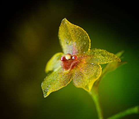 Platystele decouxii - flower, Los Cedros Reserve, Ecuador The flower width is a mere 3mm with the lip just 0.9mm. This miniature orchid was only described in 2019 and named after José DeCoux, the conservation hero that keeps Los Cedros Reserve going.
https://www.jungledragon.com/image/133044/platystele_decouxii_los_cedros_reserve_ecuador.html
https://www.jungledragon.com/image/133046/platystele_decouxii_-_frontal_los_cedros_reserve_ecuador.html Ecuador,Ecuador 2021,Fall,Geotagged,Los Cedros Reserve,Platystele decouxii,South America,World