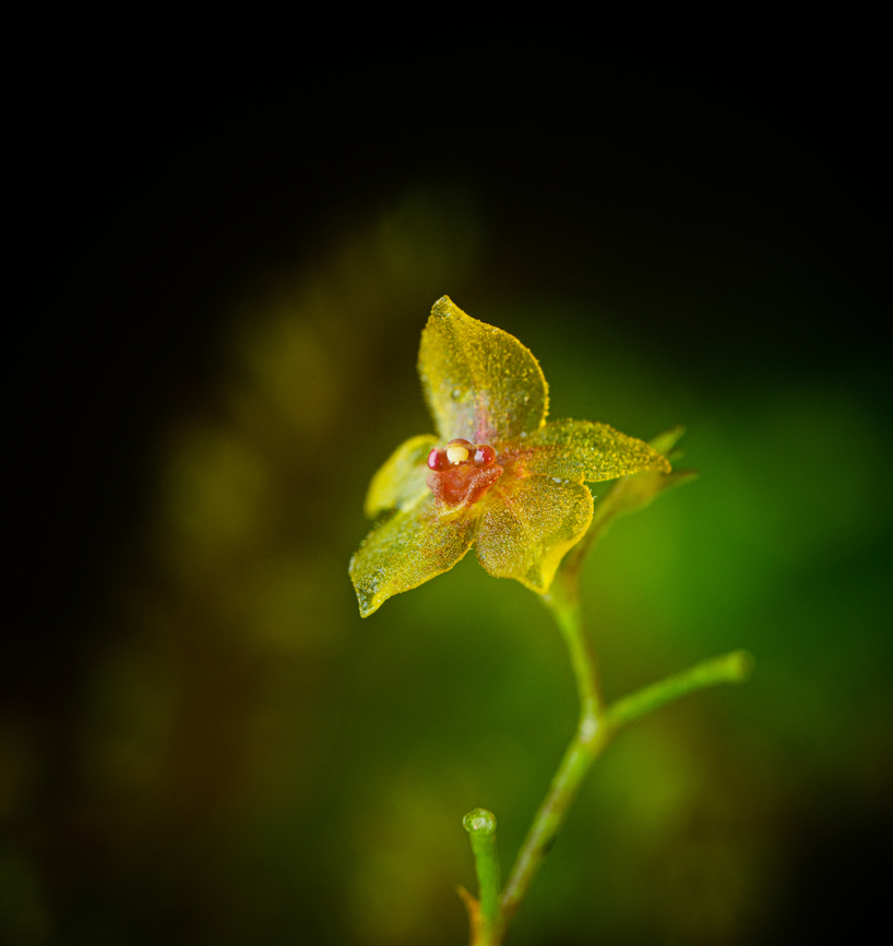 Platystele decouxii, Los Cedros Reserve, Ecuador The flower width is a mere 3mm with the lip just 0.9mm. This miniature orchid was only described in 2019 and named after Jos&eacute; DeCoux, the conservation hero that keeps Los Cedros Reserve going.<br />
<figure class="photo"><a href="https://www.jungledragon.com/image/133043/platystele_decouxii_-_flower_los_cedros_reserve_ecuador.html" title="Platystele decouxii - flower, Los Cedros Reserve, Ecuador"><img src="https://s3.amazonaws.com/media.jungledragon.com/images/2/133043_thumb.jpg?AWSAccessKeyId=05GMT0V3GWVNE7GGM1R2&Expires=1759968010&Signature=yd8ZfVX79dHIlNNO%2Fk7EMOnD2CQ%3D" width="200" height="172" alt="Platystele decouxii - flower, Los Cedros Reserve, Ecuador The flower width is a mere 3mm with the lip just 0.9mm. This miniature orchid was only described in 2019 and named after Jos&eacute; DeCoux, the conservation hero that keeps Los Cedros Reserve going.<br />
https://www.jungledragon.com/image/133044/platystele_decouxii_los_cedros_reserve_ecuador.html<br />
https://www.jungledragon.com/image/133046/platystele_decouxii_-_frontal_los_cedros_reserve_ecuador.html Ecuador,Ecuador 2021,Fall,Geotagged,Los Cedros Reserve,Platystele decouxii,South America,World" /></a></figure><br />
<figure class="photo"><a href="https://www.jungledragon.com/image/133046/platystele_decouxii_-_frontal_los_cedros_reserve_ecuador.html" title="Platystele decouxii - frontal, Los Cedros Reserve, Ecuador"><img src="https://s3.amazonaws.com/media.jungledragon.com/images/2/133046_thumb.jpg?AWSAccessKeyId=05GMT0V3GWVNE7GGM1R2&Expires=1759968010&Signature=foh5hucDkRXH7PoBGCC4Ai9O%2Bjw%3D" width="200" height="152" alt="Platystele decouxii - frontal, Los Cedros Reserve, Ecuador The flower width is a mere 3mm with the lip just 0.9mm. This miniature orchid was only described in 2019 and named after Jos&eacute; DeCoux, the conservation hero that keeps Los Cedros Reserve going.<br />
https://www.jungledragon.com/image/133044/platystele_decouxii_los_cedros_reserve_ecuador.html<br />
https://www.jungledragon.com/image/133043/platystele_decouxii_-_flower_los_cedros_reserve_ecuador.html Ecuador,Ecuador 2021,Fall,Geotagged,Los Cedros Reserve,Platystele decouxii,South America,World" /></a></figure> Ecuador,Ecuador 2021,Fall,Geotagged,Los Cedros Reserve,Platystele decouxii,South America,World