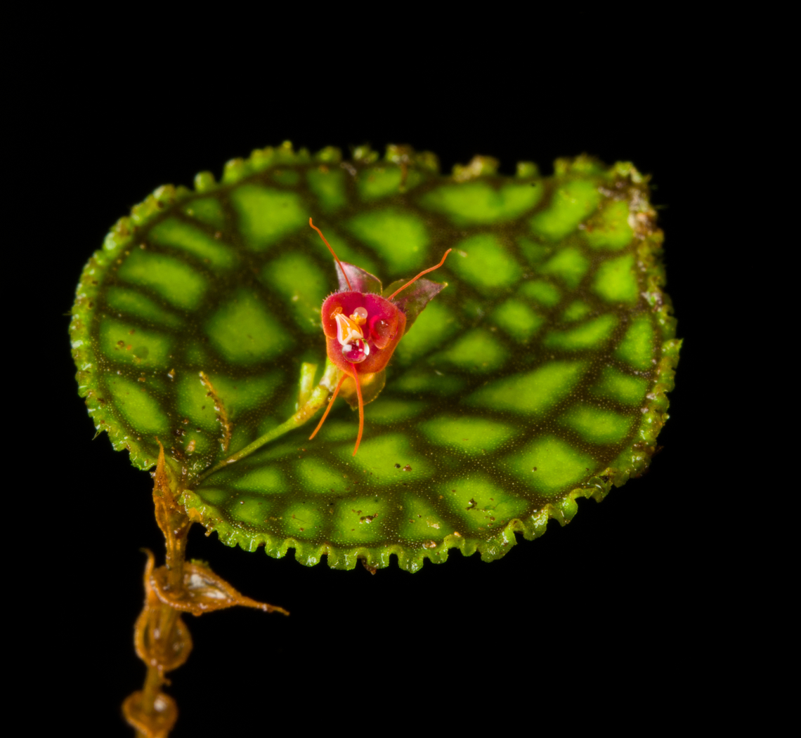 Lepanthes calodictyon - with leaf, Los Cedros Reserve, Ecuador <figure class="photo"><a href="https://www.jungledragon.com/image/133030/lepanthes_calodictyon_los_cedros_reserve_ecuador.html" title="Lepanthes calodictyon, Los Cedros Reserve, Ecuador"><img src="https://s3.amazonaws.com/media.jungledragon.com/images/2/133030_thumb.jpg?AWSAccessKeyId=05GMT0V3GWVNE7GGM1R2&Expires=1759968010&Signature=uEV5MCWrRP%2FXIiVsAnsQlKXB%2Bug%3D" width="146" height="152" alt="Lepanthes calodictyon, Los Cedros Reserve, Ecuador https://www.jungledragon.com/image/133045/lepanthes_calodictyon_-_with_leaf_los_cedros_reserve_ecuador.html<br />
https://www.jungledragon.com/image/133029/lepanthes_calodictyon_-_closeup_los_cedros_reserve_ecuador.html Ecuador,Ecuador 2021,Fall,Geotagged,Lepanthes calodictyon,Lepanthes ra,Los Cedros Reserve,South America,World" /></a></figure><br />
<figure class="photo"><a href="https://www.jungledragon.com/image/133029/lepanthes_calodictyon_-_closeup_los_cedros_reserve_ecuador.html" title="Lepanthes calodictyon - closeup, Los Cedros Reserve, Ecuador"><img src="https://s3.amazonaws.com/media.jungledragon.com/images/2/133029_thumb.jpg?AWSAccessKeyId=05GMT0V3GWVNE7GGM1R2&Expires=1759968010&Signature=VhI%2FrxMETIDx4ukevVXlVNiwyo8%3D" width="146" height="152" alt="Lepanthes calodictyon - closeup, Los Cedros Reserve, Ecuador https://www.jungledragon.com/image/133045/lepanthes_calodictyon_-_with_leaf_los_cedros_reserve_ecuador.html<br />
https://www.jungledragon.com/image/133030/lepanthes_calodictyon_los_cedros_reserve_ecuador.html Ecuador,Ecuador 2021,Fall,Geotagged,Lepanthes calodictyon,Los Cedros Reserve,South America,World" /></a></figure> Ecuador,Ecuador 2021,Fall,Geotagged,Lepanthes calodictyon,Los Cedros Reserve,South America,World