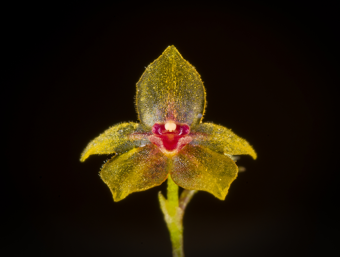 Platystele decouxii - frontal, Los Cedros Reserve, Ecuador The flower width is a mere 3mm with the lip just 0.9mm. This miniature orchid was only described in 2019 and named after Jos&eacute; DeCoux, the conservation hero that keeps Los Cedros Reserve going.<br />
<figure class="photo"><a href="https://www.jungledragon.com/image/133044/platystele_decouxii_los_cedros_reserve_ecuador.html" title="Platystele decouxii, Los Cedros Reserve, Ecuador"><img src="https://s3.amazonaws.com/media.jungledragon.com/images/2/133044_thumb.jpg?AWSAccessKeyId=05GMT0V3GWVNE7GGM1R2&Expires=1759968010&Signature=2aDsuYFf5kFSeiSUBBmjqYP0D5U%3D" width="144" height="152" alt="Platystele decouxii, Los Cedros Reserve, Ecuador The flower width is a mere 3mm with the lip just 0.9mm. This miniature orchid was only described in 2019 and named after Jos&eacute; DeCoux, the conservation hero that keeps Los Cedros Reserve going.<br />
https://www.jungledragon.com/image/133043/platystele_decouxii_-_flower_los_cedros_reserve_ecuador.html<br />
https://www.jungledragon.com/image/133046/platystele_decouxii_-_frontal_los_cedros_reserve_ecuador.html Ecuador,Ecuador 2021,Fall,Geotagged,Los Cedros Reserve,Platystele decouxii,South America,World" /></a></figure><br />
<figure class="photo"><a href="https://www.jungledragon.com/image/133043/platystele_decouxii_-_flower_los_cedros_reserve_ecuador.html" title="Platystele decouxii - flower, Los Cedros Reserve, Ecuador"><img src="https://s3.amazonaws.com/media.jungledragon.com/images/2/133043_thumb.jpg?AWSAccessKeyId=05GMT0V3GWVNE7GGM1R2&Expires=1759968010&Signature=yd8ZfVX79dHIlNNO%2Fk7EMOnD2CQ%3D" width="200" height="172" alt="Platystele decouxii - flower, Los Cedros Reserve, Ecuador The flower width is a mere 3mm with the lip just 0.9mm. This miniature orchid was only described in 2019 and named after Jos&eacute; DeCoux, the conservation hero that keeps Los Cedros Reserve going.<br />
https://www.jungledragon.com/image/133044/platystele_decouxii_los_cedros_reserve_ecuador.html<br />
https://www.jungledragon.com/image/133046/platystele_decouxii_-_frontal_los_cedros_reserve_ecuador.html Ecuador,Ecuador 2021,Fall,Geotagged,Los Cedros Reserve,Platystele decouxii,South America,World" /></a></figure> Ecuador,Ecuador 2021,Fall,Geotagged,Los Cedros Reserve,Platystele decouxii,South America,World