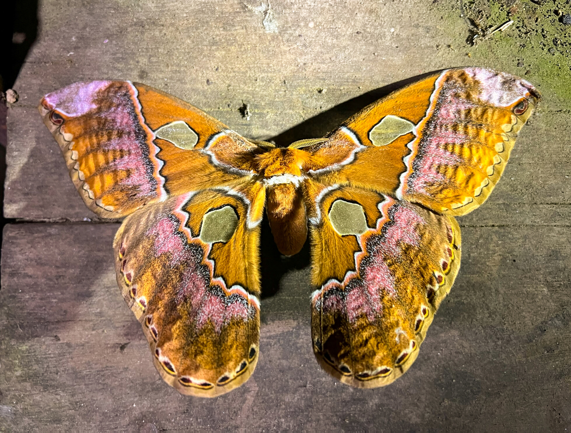 Orizaba silkmoth, Los Cedros Reserve, Ecuador  Ecuador,Ecuador 2021,Fall,Geotagged,Los Cedros Reserve,Rothschildia orizaba,South America,World