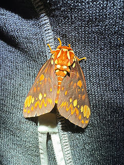 Citheronia equatorialis, Los Cedros Reserve, Ecuador  Citheronia equatorialis,Ecuador,Ecuador 2021,Fall,Geotagged,Los Cedros Reserve,South America,World