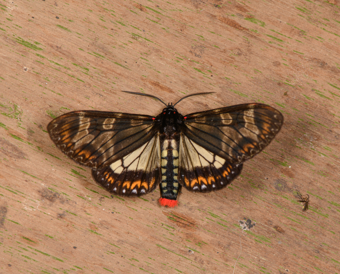 Dysschema sp., Los Cedros Reserve, Ecuador Tricky genus:<br />
<a href="https://leps.fieldguide.ai/figures/categories?category=564dbc68fd897825d92650e1" rel="nofollow">https://leps.fieldguide.ai/figures/categories?category=564dbc68fd897825d92650e1</a> Ecuador,Ecuador 2021,Fall,Geotagged,Los Cedros Reserve,South America,World