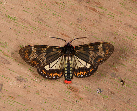 Dysschema sp., Los Cedros Reserve, Ecuador Tricky genus:
https://leps.fieldguide.ai/figures/categories?category=564dbc68fd897825d92650e1 Ecuador,Ecuador 2021,Fall,Geotagged,Los Cedros Reserve,South America,World