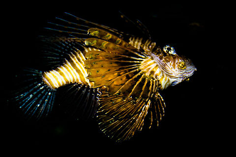 Red Lionfish (Pterois volitans) in dark waters The Red Lionfish, a coral reef fish both beautiful and venemous. Fish,Lionfish,Pterois volitans,Red Lionfish,Red lionfish,Rhenen Zoo