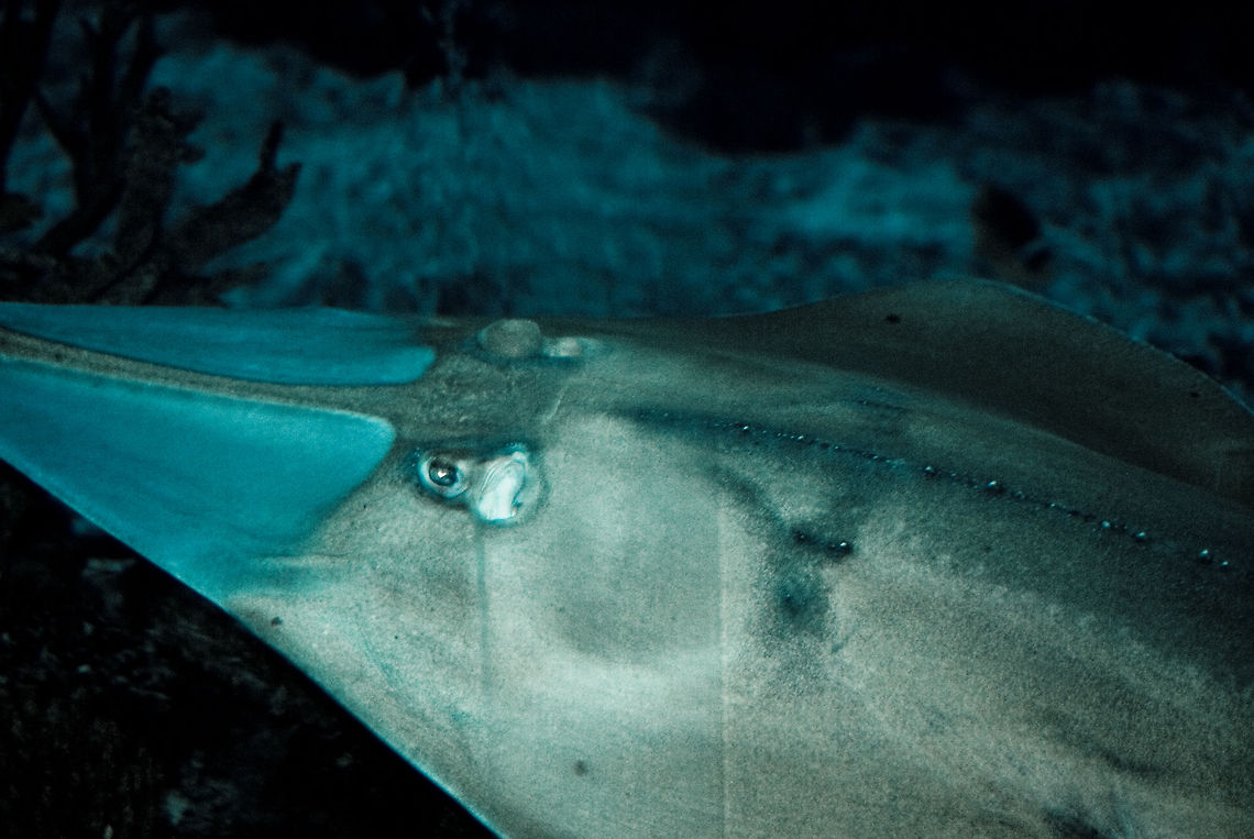 Manta closeup A greyish manta flows like a carpet across the bottom of the waters. Common guitarfish,Fish,Manta,Rays,Rhenen Zoo,Rhinobatos rhinobatos,Skates