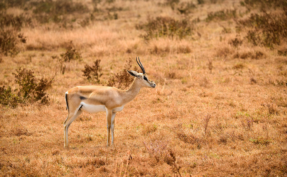 Side view of Thomsons gazelle on Ngorongoro crater floor  Africa,Eudorcas thomsonii,Geotagged,Ngorongoro,Ngorongoro Crater,Serengeti area,Tanzania,Thomsons gazelle
