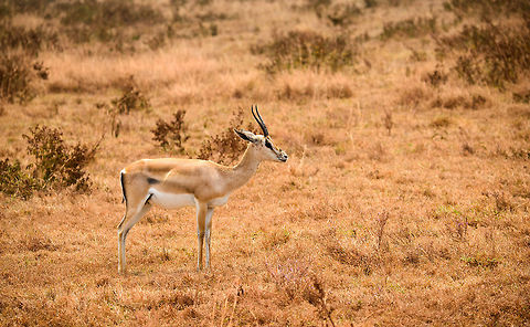 Side view of Thomsons gazelle on Ngorongoro crater floor  Africa,Eudorcas thomsonii,Geotagged,Ngorongoro,Ngorongoro Crater,Serengeti area,Tanzania,Thomsons gazelle