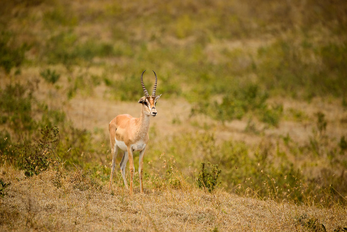 Thomsons gazelle on Ngorongoro crater floor  Africa,Eudorcas thomsonii,Geotagged,Ngorongoro,Ngorongoro Crater,Serengeti area,Tanzania,Thomsons gazelle