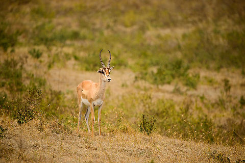 Thomsons gazelle on Ngorongoro crater floor  Africa,Eudorcas thomsonii,Geotagged,Ngorongoro,Ngorongoro Crater,Serengeti area,Tanzania,Thomsons gazelle