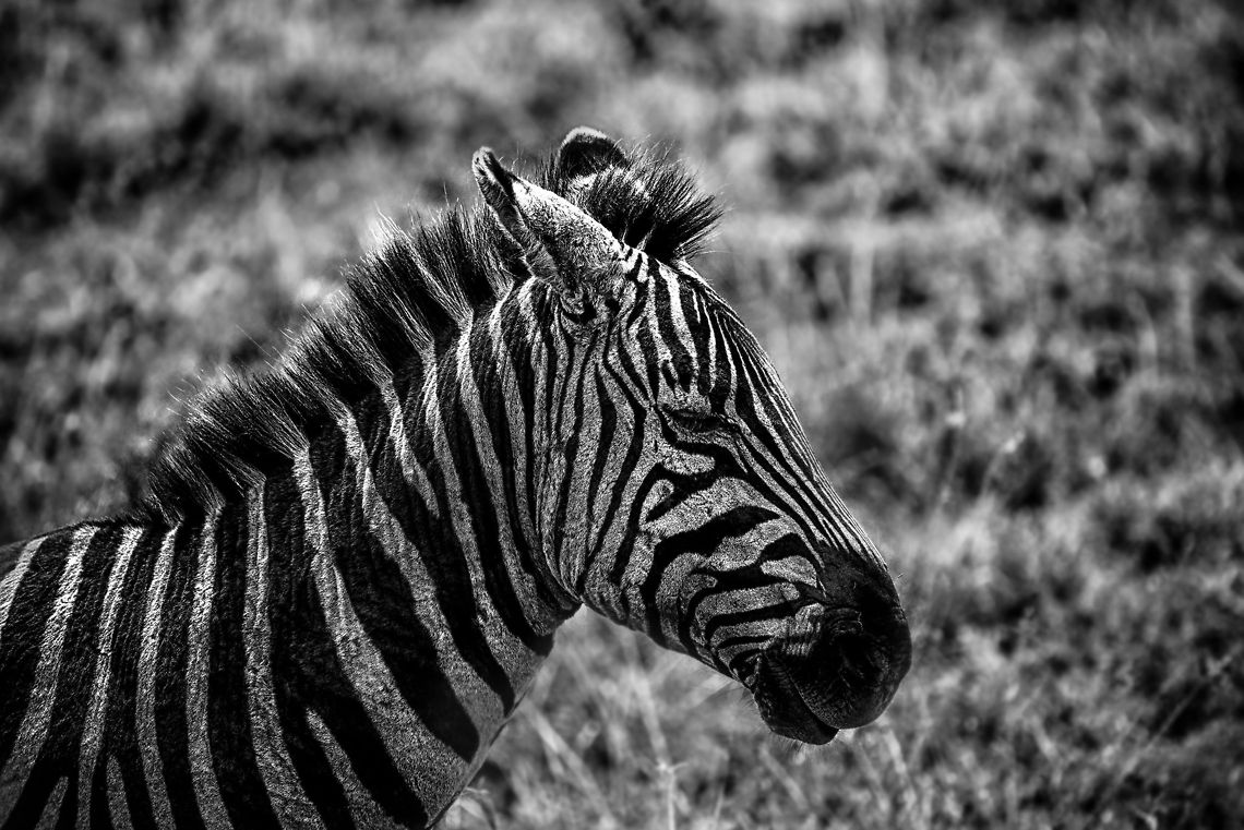 Scarred Zebra on Ngorongoro crater floor I don&#039;t know the story of this Zebra, but likely it is one of hardship judged by its many scars. It lives on the Ngorongoro crater floor, where it faces numerous enemies in a surrounding where there is no place to hide; the crater floor is very flat. I have this photo printed poster-size in our living room. It reminds me of a few things when I look at it. Above all, it puts my own little sufferings in perspective, them being petty complaints.  Africa,Equus quagga,Geotagged,Ngorongoro,Ngorongoro Crater,Plains zebra,Serengeti area,Tanzania