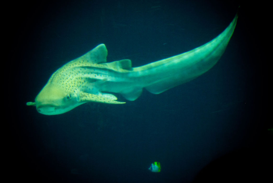 Sea Ghost Elegant and agile this fish moves through the water. I have no idea what it is though. Fish,Rhenen Zoo,Stegostoma fasciatum,Zebra shark