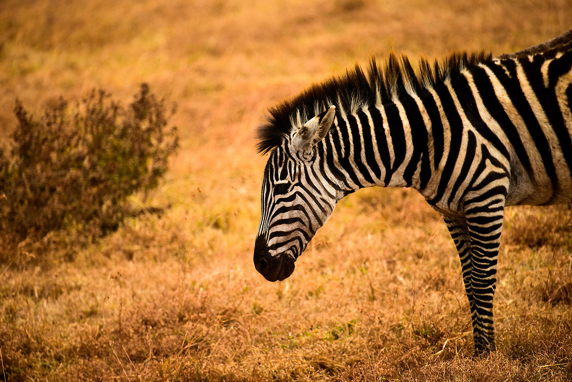 Plains Zebra  Africa,Equus quagga,Ngorongoro,Ngorongoro Crater,Plains zebra,Serengeti area,Tanzania