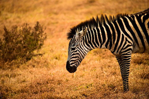 Plains Zebra  Africa,Equus quagga,Ngorongoro,Ngorongoro Crater,Plains zebra,Serengeti area,Tanzania