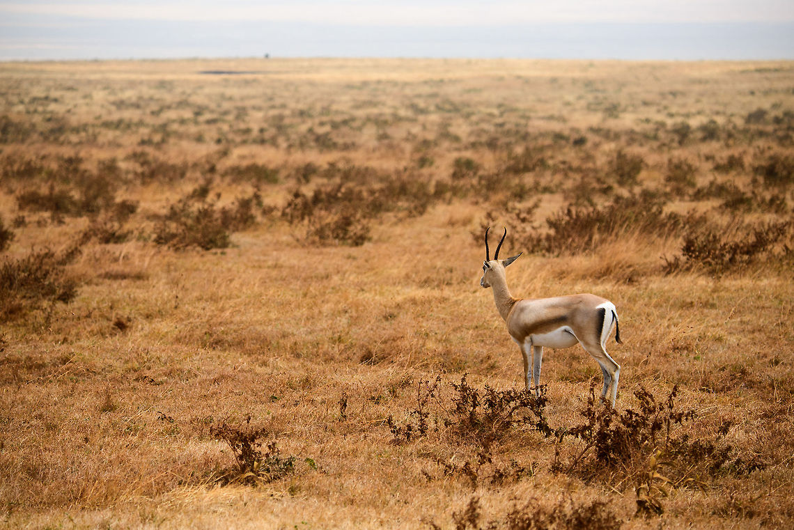 Thomsons gazelle in Ngorongoro crater habitat This photo shows how vast and flat the crater floor of the Ngorongoro crater is. As a result, species are often in direct eye contact with each other, both predator and prey.  Africa,Eudorcas thomsonii,Geotagged,Ngorongoro,Ngorongoro Crater,Serengeti area,Tanzania,Thomsons gazelle