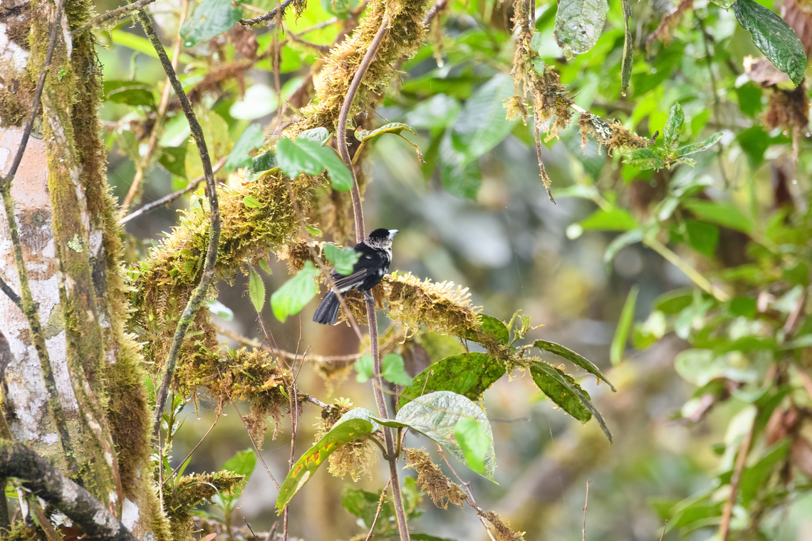 Lemon-rumped Tanager - female perched, Los Cedros Reserve, Ecuador  Ecuador,Ecuador 2021,Fall,Geotagged,Lemon-rumped Tanager,Los Cedros Reserve,Ramphocelus icteronotus,South America,World