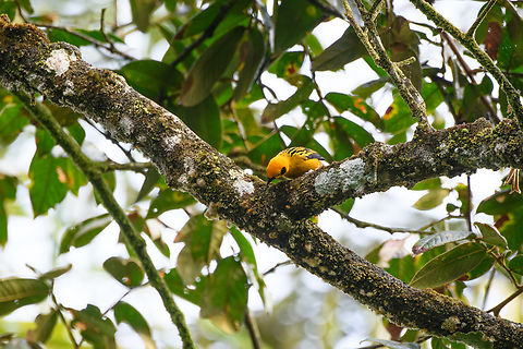 Golden tanager, Los Cedros Reserve, Ecuador  Ecuador,Ecuador 2021,Fall,Geotagged,Golden tanager,Los Cedros Reserve,South America,Tangara arthus,World