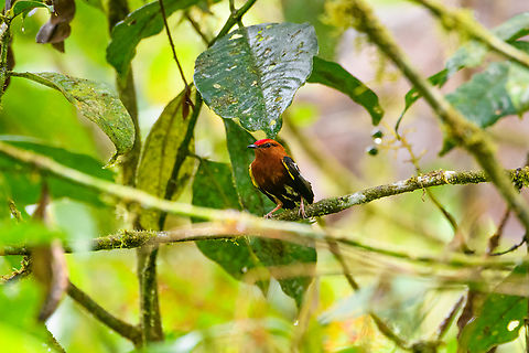 Club-winged manakin, Los Cedros Reserve, Ecuador "Hold my beer" - 
https://www.youtube.com/watch?v=tSHjhCN6NC0 Club-winged manakin,Ecuador,Ecuador 2021,Fall,Geotagged,Los Cedros Reserve,Machaeropterus deliciosus,South America,World