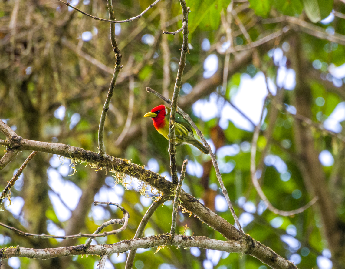 Red-headed barbet, Los Cedros Reserve, Ecuador  Ecuador,Ecuador 2021,Eubucco bourcierii,Fall,Geotagged,Los Cedros Reserve,Red-headed barbet,South America,World