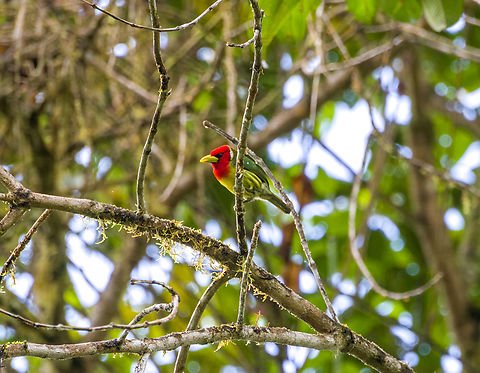 Red-headed barbet, Los Cedros Reserve, Ecuador  Ecuador,Ecuador 2021,Eubucco bourcierii,Fall,Geotagged,Los Cedros Reserve,Red-headed barbet,South America,World