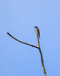 Olive-sided flycatcher, Los Cedros Reserve, Ecuador  Contopus cooperi,Ecuador,Ecuador 2021,Fall,Geotagged,Los Cedros Reserve,Olive-sided flycatcher,South America,World