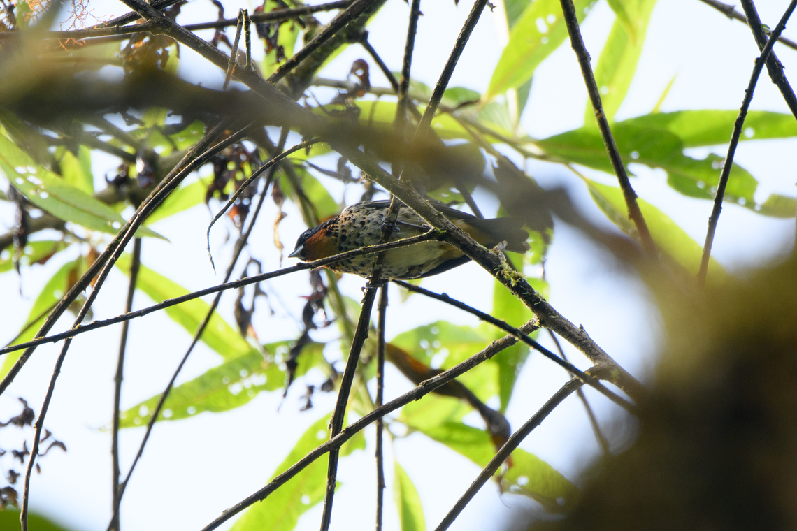 Rufous-throated tanager, Los Cedros Reserve, Ecuador Terrible shot, but posting it for the country registration. Ecuador,Ecuador 2021,Fall,Geotagged,Los Cedros Reserve,Rufous-throated tanager,South America,Tangara rufigula,World