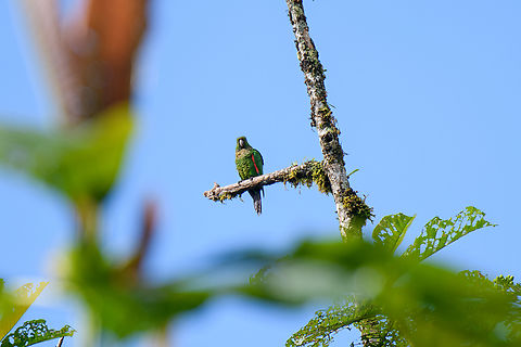 Maroon-tailed parakeet - perched, Los Cedros Reserve, Ecuador  Ecuador,Ecuador 2021,Fall,Geotagged,Los Cedros Reserve,Maroon-tailed parakeet,Pyrrhura melanura,South America,World