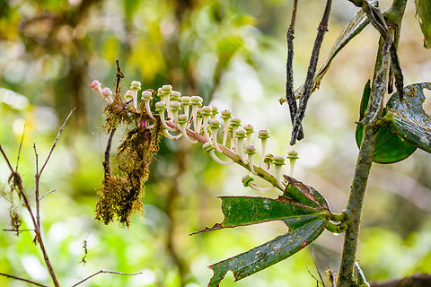 Unknown plant, Los Cedros Reserve, Ecuador A non-flowering Cavendishia sp.? Ecuador,Ecuador 2021,Fall,Geotagged,Los Cedros Reserve,South America,World