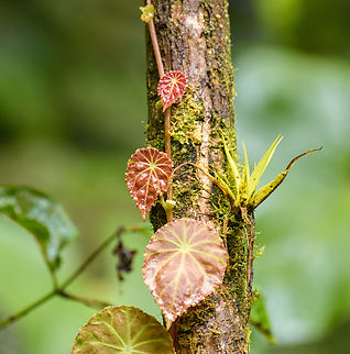 Red Philodendron sp.? Los Cedros Reserve, Ecuador  Ecuador,Ecuador 2021,Fall,Geotagged,Los Cedros Reserve,South America,World