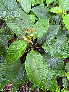 Burmeistera multiflora