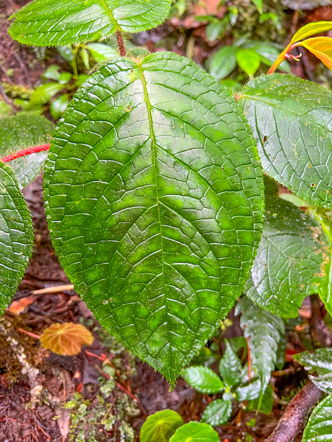 Chrysothemis pulchella, Los Cedros Reserve, Ecuador  Chrysothemis pulchella,Ecuador,Ecuador 2021,Fall,Geotagged,Los Cedros Reserve,South America,World