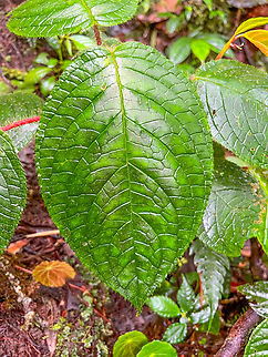 Chrysothemis pulchella, Los Cedros Reserve, Ecuador  Chrysothemis pulchella,Ecuador,Ecuador 2021,Fall,Geotagged,Los Cedros Reserve,South America,World