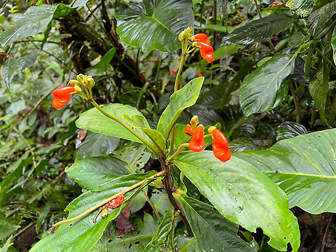 Gasteranthus sp., Los Cedros Reserve, Ecuador  Ecuador,Ecuador 2021,Fall,Geotagged,Los Cedros Reserve,South America,World