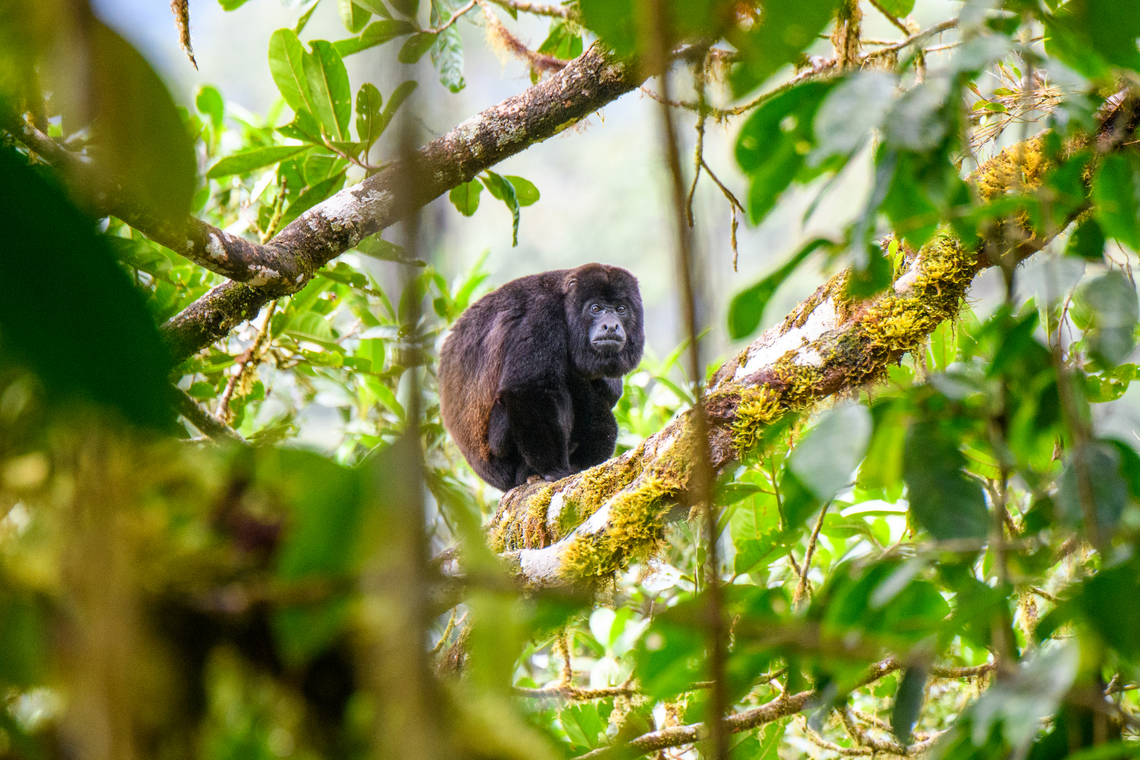 Mantled howler monkey - closeup, Los Cedros Reserve, Ecuador It took one hell of a climb against a steep slope, but here we managed to meet this howler at eye level at the top of the canopy.<br />
<figure class="photo"><a href="https://www.jungledragon.com/image/133350/mantled_howler_monkey_los_cedros_reserve_ecuador.html" title="Mantled howler monkey, Los Cedros Reserve, Ecuador"><img src="https://s3.amazonaws.com/media.jungledragon.com/images/2/133350_thumb.jpg?AWSAccessKeyId=05GMT0V3GWVNE7GGM1R2&Expires=1759968010&Signature=e7yQZsTH6qSVGocbM6lBRrabME8%3D" width="200" height="134" alt="Mantled howler monkey, Los Cedros Reserve, Ecuador It took one hell of a climb against a steep slope, but here we managed to meet this howler at eye level at the top of the canopy.<br />
https://www.jungledragon.com/image/133349/mantled_howler_monkey_-_closeup_los_cedros_reserve_ecuador.html Alouatta palliata,Ecuador,Ecuador 2021,Fall,Geotagged,Los Cedros Reserve,Mantled howler,South America,World" /></a></figure> Alouatta palliata,Ecuador,Ecuador 2021,Fall,Geotagged,Los Cedros Reserve,Mantled howler,South America,World