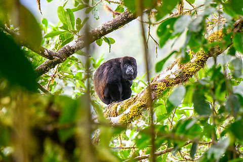 Mantled howler monkey - closeup, Los Cedros Reserve, Ecuador It took one hell of a climb against a steep slope, but here we managed to meet this howler at eye level at the top of the canopy.
https://www.jungledragon.com/image/133350/mantled_howler_monkey_los_cedros_reserve_ecuador.html Alouatta palliata,Ecuador,Ecuador 2021,Fall,Geotagged,Los Cedros Reserve,Mantled howler,South America,World