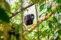 Mantled howler monkey - closeup, Los Cedros Reserve, Ecuador It took one hell of a climb against a steep slope, but here we managed to meet this howler at eye level at the top of the canopy.<br />
https://www.jungledragon.com/image/133350/mantled_howler_monkey_los_cedros_reserve_ecuador.html Alouatta palliata,Ecuador,Ecuador 2021,Fall,Geotagged,Los Cedros Reserve,Mantled howler,South America,World