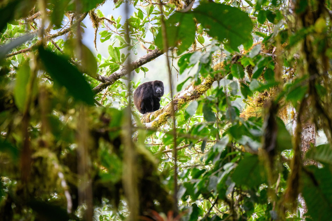 Mantled howler monkey, Los Cedros Reserve, Ecuador It took one hell of a climb against a steep slope, but here we managed to meet this howler at eye level at the top of the canopy.<br />
<figure class="photo"><a href="https://www.jungledragon.com/image/133349/mantled_howler_monkey_-_closeup_los_cedros_reserve_ecuador.html" title="Mantled howler monkey - closeup, Los Cedros Reserve, Ecuador"><img src="https://s3.amazonaws.com/media.jungledragon.com/images/2/133349_thumb.jpg?AWSAccessKeyId=05GMT0V3GWVNE7GGM1R2&Expires=1767225610&Signature=vGwoj%2Fd%2BLCZ%2BS8B6gaopnw4shws%3D" width="200" height="134" alt="Mantled howler monkey - closeup, Los Cedros Reserve, Ecuador It took one hell of a climb against a steep slope, but here we managed to meet this howler at eye level at the top of the canopy.<br />
https://www.jungledragon.com/image/133350/mantled_howler_monkey_los_cedros_reserve_ecuador.html Alouatta palliata,Ecuador,Ecuador 2021,Fall,Geotagged,Los Cedros Reserve,Mantled howler,South America,World" /></a></figure> Alouatta palliata,Ecuador,Ecuador 2021,Fall,Geotagged,Los Cedros Reserve,Mantled howler,South America,World