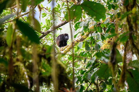 Mantled howler monkey, Los Cedros Reserve, Ecuador It took one hell of a climb against a steep slope, but here we managed to meet this howler at eye level at the top of the canopy.
https://www.jungledragon.com/image/133349/mantled_howler_monkey_-_closeup_los_cedros_reserve_ecuador.html Alouatta palliata,Ecuador,Ecuador 2021,Fall,Geotagged,Los Cedros Reserve,Mantled howler,South America,World