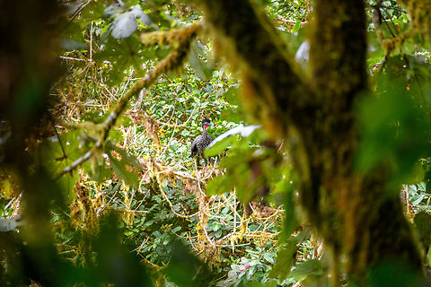 Crested Guan at canopy level, Los Cedros Reserve, Ecuador  Crested guan,Ecuador,Ecuador 2021,Fall,Geotagged,Los Cedros Reserve,Penelope purpurascens,South America,World