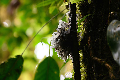 Sporothrix epigloea, Los Cedros Reserve, Ecuador  Ecuador,Ecuador 2021,Fall,Geotagged,Los Cedros Reserve,South America,Sporothrix epigloea,World