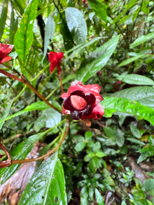 Subtribe Columneinae, Los Cedros Reserve, Ecuador <figure class="photo"><a href="https://www.jungledragon.com/image/133356/subtribe_columneinae_-_side_view_los_cedros_reserve_ecuador.html" title="Subtribe Columneinae - side view, Los Cedros Reserve, Ecuador"><img src="https://s3.amazonaws.com/media.jungledragon.com/images/2/133356_thumb.jpg?AWSAccessKeyId=05GMT0V3GWVNE7GGM1R2&Expires=1769040010&Signature=1myUkpYBVM%2FlkrFuu88buTTdRfY%3D" width="200" height="150" alt="Subtribe Columneinae - side view, Los Cedros Reserve, Ecuador https://www.jungledragon.com/image/133355/frontal_view_of_red_flower_los_cedros_reserve_ecuador.html Ecuador,Ecuador 2021,Fall,Geotagged,Los Cedros Reserve,South America,World" /></a></figure> Ecuador,Ecuador 2021,Fall,Geotagged,Los Cedros Reserve,South America,World