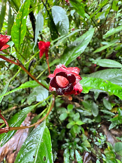 Subtribe Columneinae, Los Cedros Reserve, Ecuador https://www.jungledragon.com/image/133356/side_view_of_red_flower_los_cedros_reserve_ecuador.html Ecuador,Ecuador 2021,Fall,Geotagged,Los Cedros Reserve,South America,World