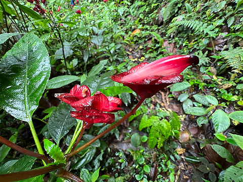 Subtribe Columneinae - side view, Los Cedros Reserve, Ecuador https://www.jungledragon.com/image/133355/frontal_view_of_red_flower_los_cedros_reserve_ecuador.html Ecuador,Ecuador 2021,Fall,Geotagged,Los Cedros Reserve,South America,World