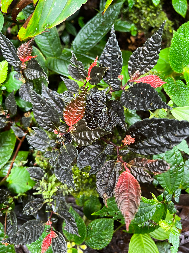 Gasteranthus atratus, Los Cedros Reserve, Ecuador If my ID is correct, this is an endemic, critically endangered and rare. The habitat most certainly matches, and roughly the appearance does as well. Ecuador,Ecuador 2021,Fall,Gasteranthus atratus,Geotagged,Los Cedros Reserve,South America,World