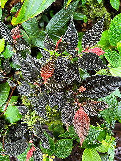 Gasteranthus atratus, Los Cedros Reserve, Ecuador If my ID is correct, this is an endemic, critically endangered and rare. The habitat most certainly matches, and roughly the appearance does as well. Ecuador,Ecuador 2021,Fall,Gasteranthus atratus,Geotagged,Los Cedros Reserve,South America,World
