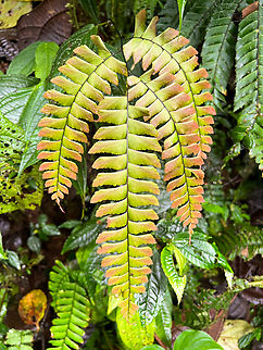 Hard fern (Blechnum sp.), Los Cedros Reserve, Ecuador  Ecuador,Ecuador 2021,Fall,Geotagged,Los Cedros Reserve,South America,World