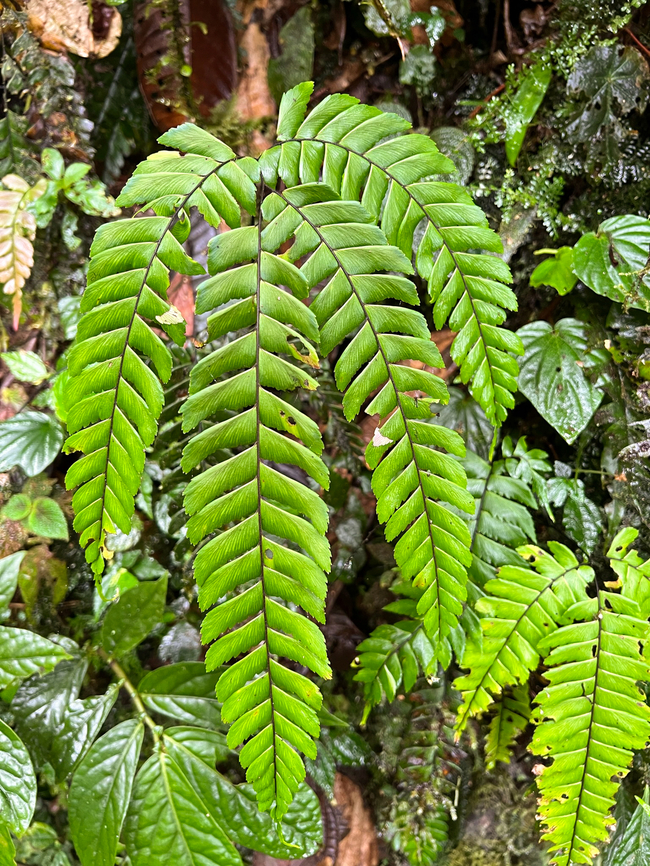 Adiantum urophyllum, Los Cedros Reserve, Ecuador Tentative ID based on this reference:<br />
<a href="https://www.inaturalist.org/observations/41188816" rel="nofollow">https://www.inaturalist.org/observations/41188816</a><br />
 Adiantum urophyllum,Ecuador,Ecuador 2021,Fall,Geotagged,Los Cedros Reserve,South America,World