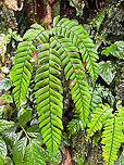 Adiantum urophyllum, Los Cedros Reserve, Ecuador Tentative ID based on this reference:<br />
https://www.inaturalist.org/observations/41188816<br />
 Adiantum urophyllum,Ecuador,Ecuador 2021,Fall,Geotagged,Los Cedros Reserve,South America,World