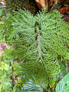 Spikemoss (Selaginella sp.), Los Cedros Reserve, Ecuador  Ecuador,Ecuador 2021,Fall,Geotagged,Los Cedros Reserve,South America,World